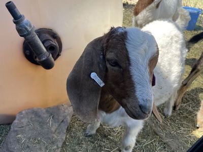 Boer Bucklings