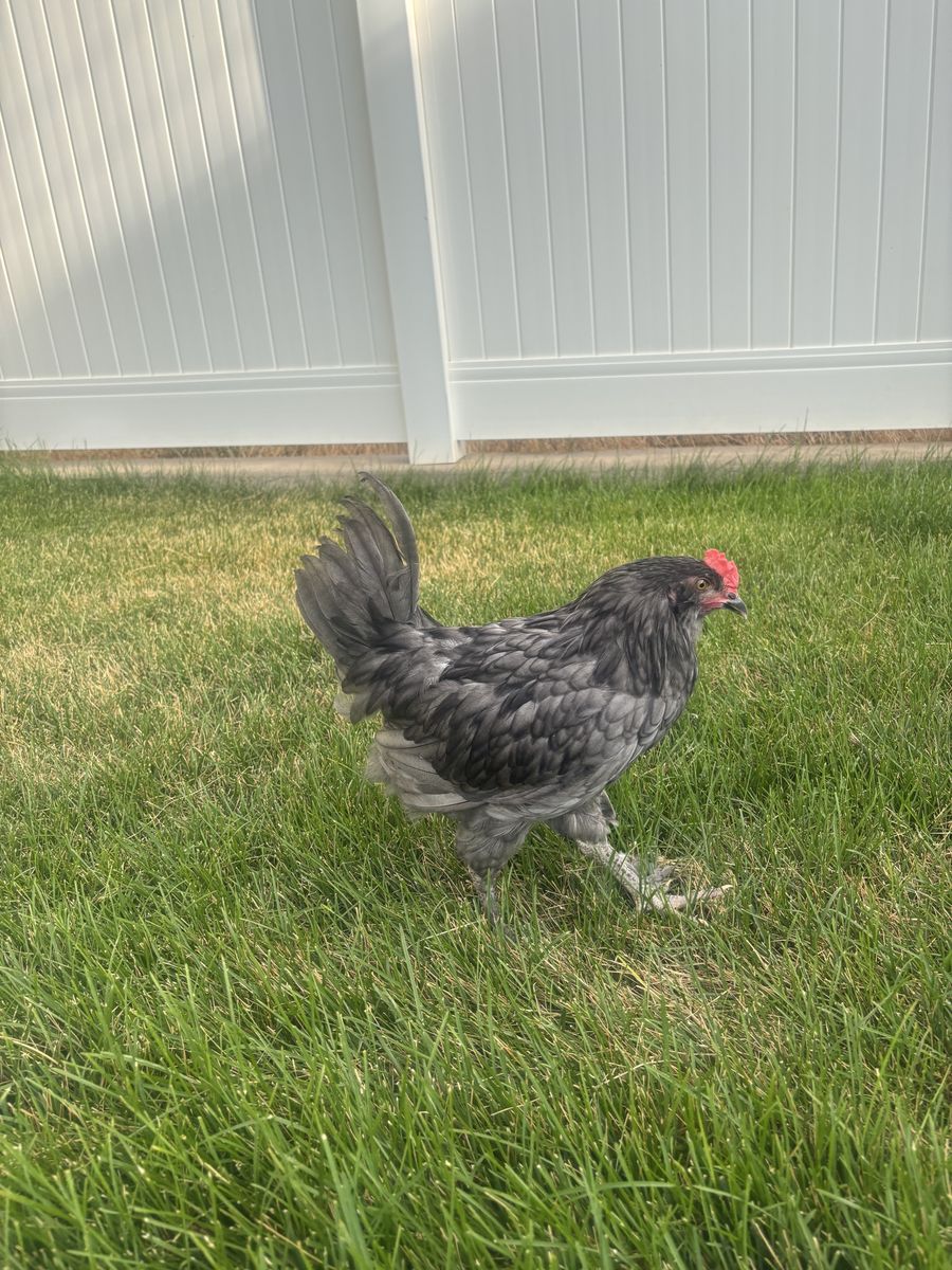 Free Rooster