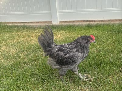 Free Rooster