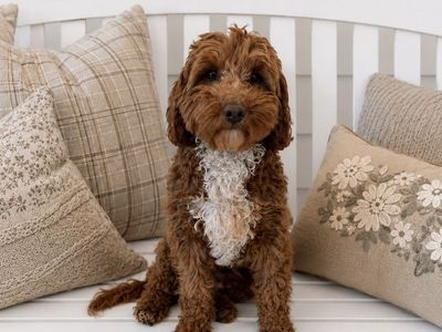 Goldendoodle Stud, Dk Red, FF, +/-, No Parti, 14#