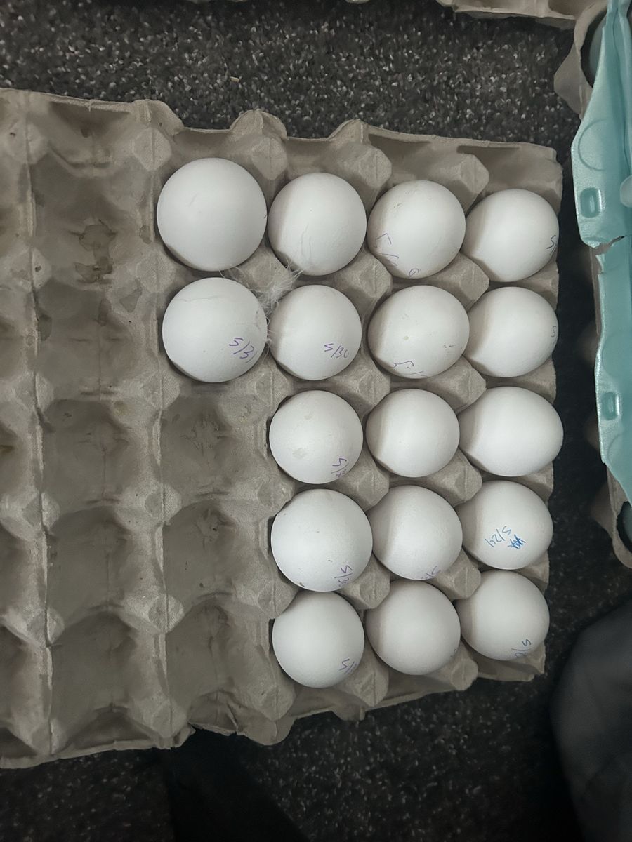 Zombie hatching eggs
