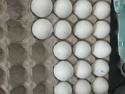 Zombie hatching eggs