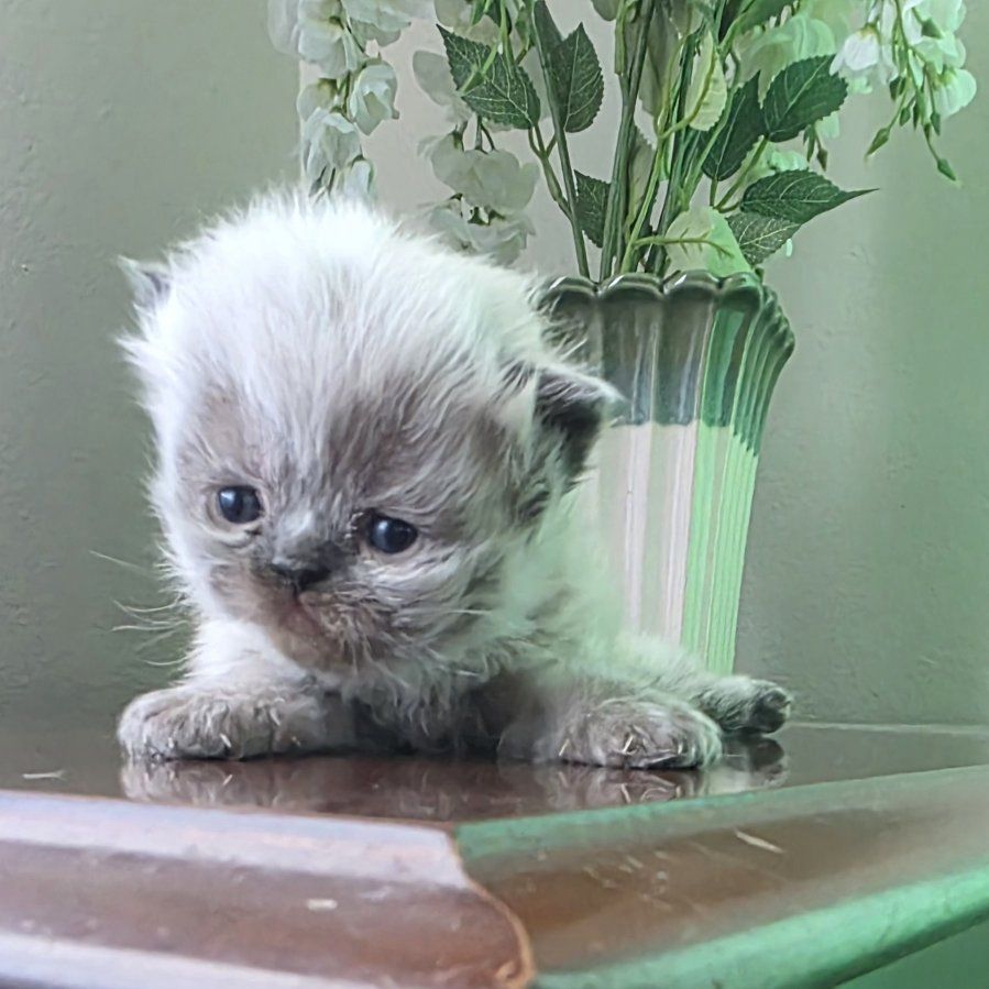 Purebred Persian kittens (3 weeks old)