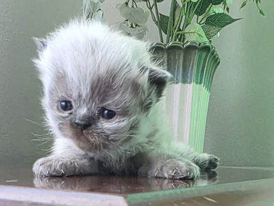 Purebred Persian kittens (3 weeks old)