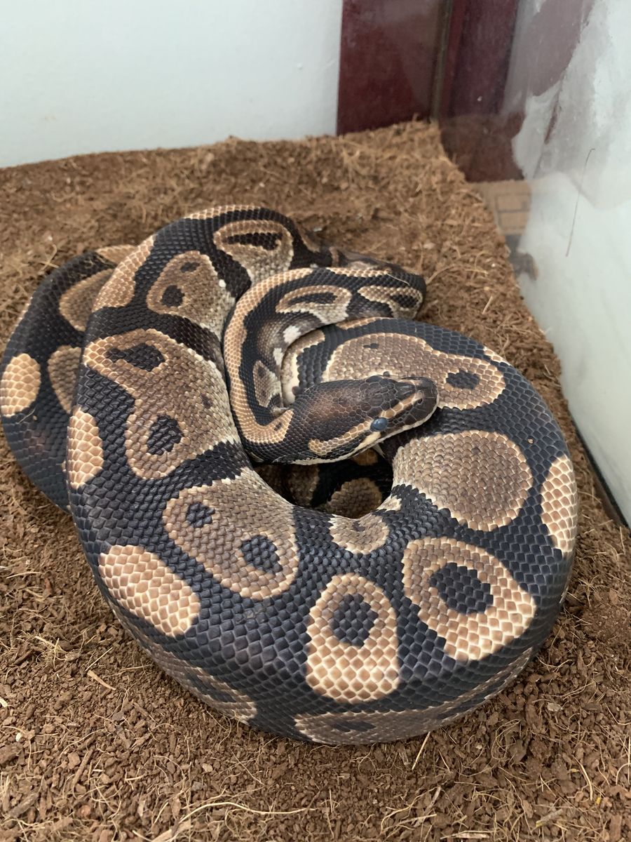 Ball python snake