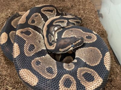 Ball python snake