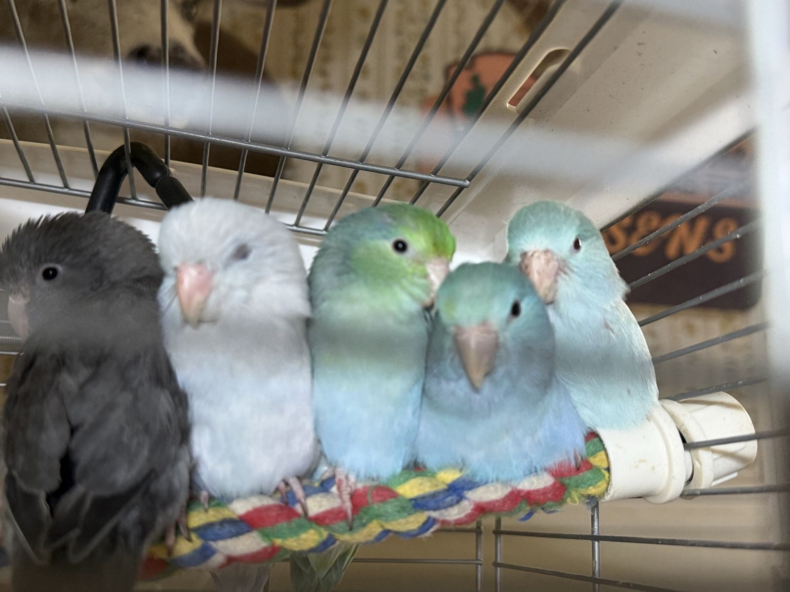 Many baby Parrotlets