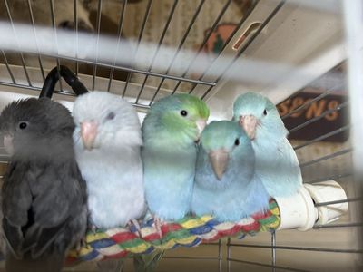 Many baby Parrotlets