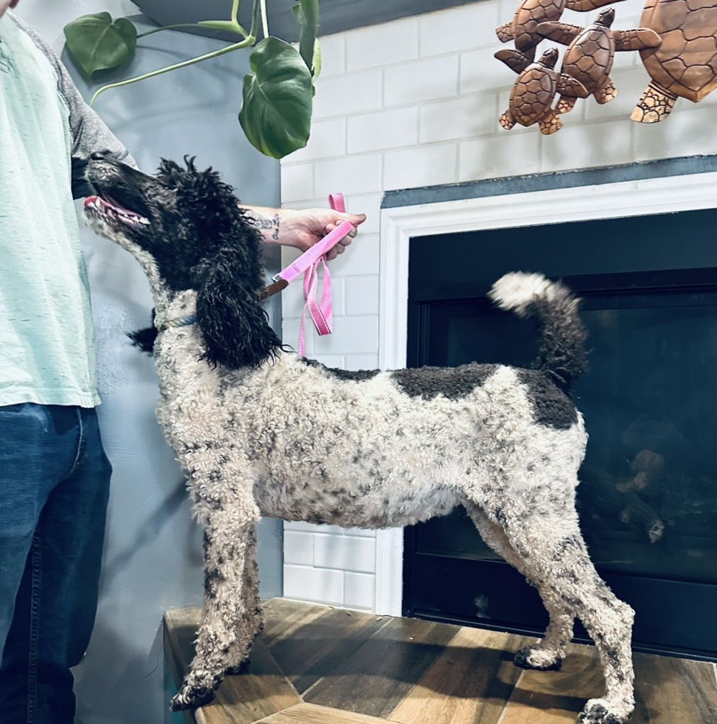 Standard Poodle Puppies Due 3/26/26