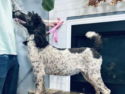 Standard Poodle Puppies Due 3/26/26