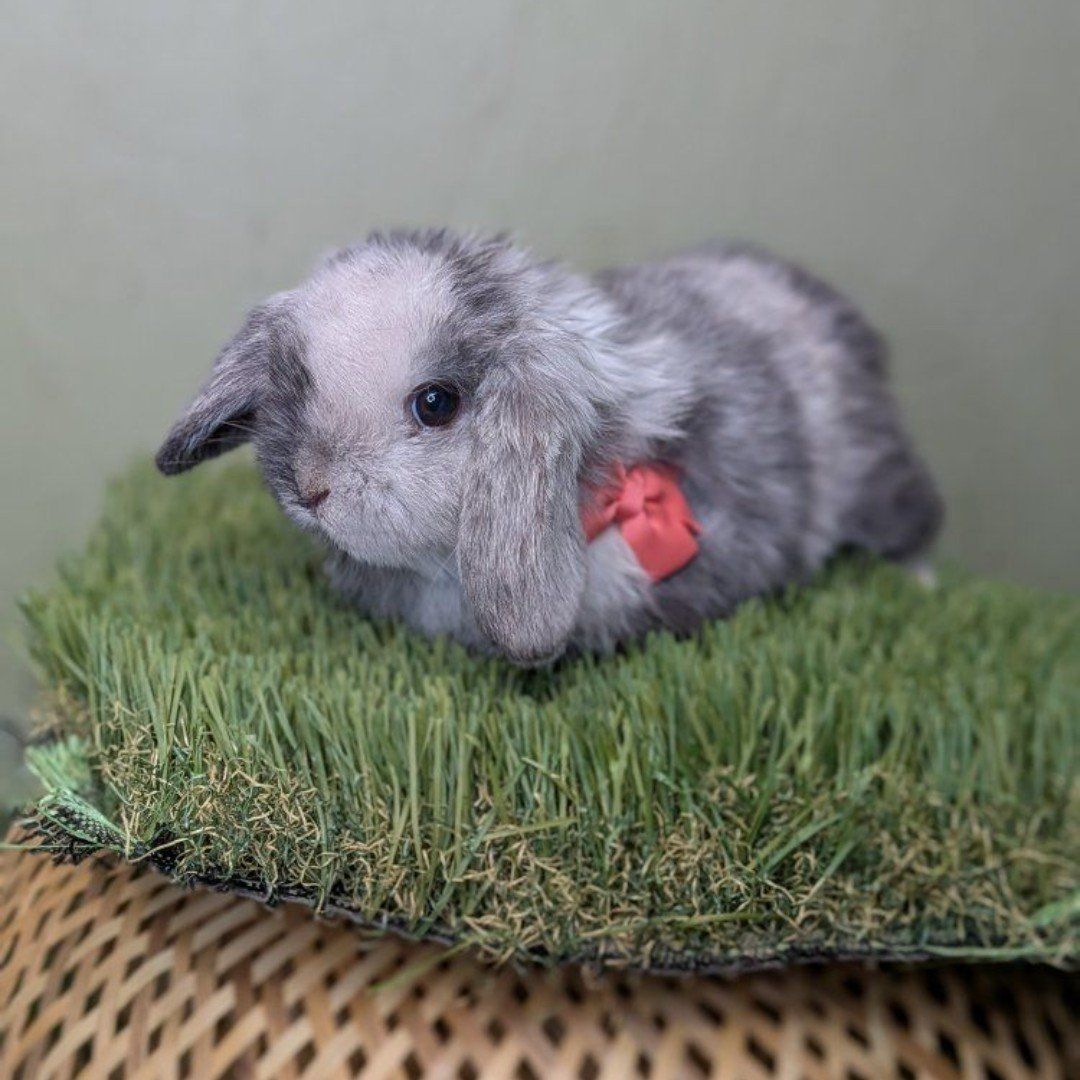 purebred Holland lop buck magpie