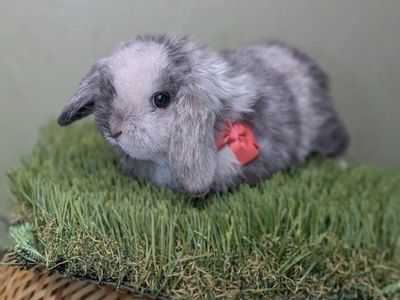 purebred Holland lop buck magpie