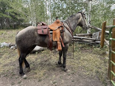 6 yr old half draft mare