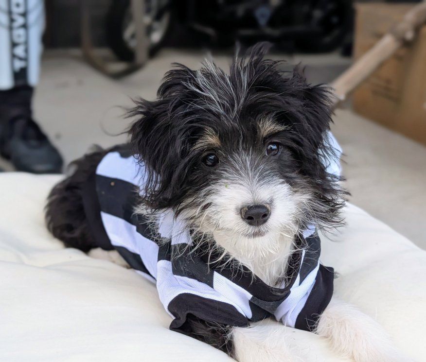 Trained Toy Aussiedoodle Girl, 16wks old