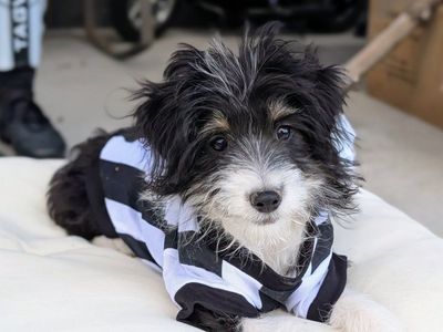 Trained Toy Aussiedoodle Girl, 16wks old