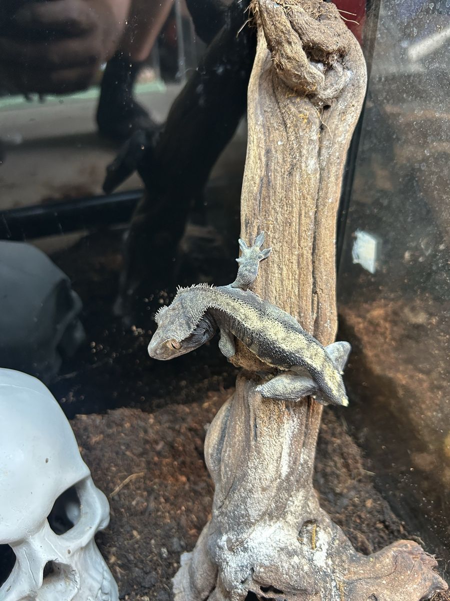 Crested gecko