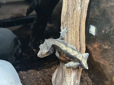 Crested gecko