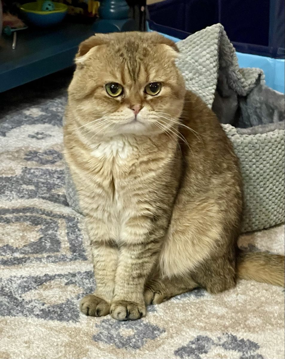 Scottish Fold Male Cat