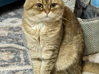 Scottish Fold Male Cat
