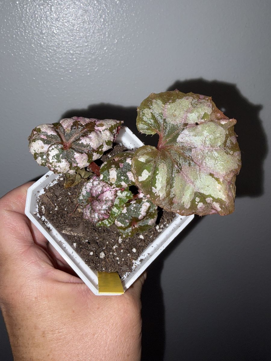 Begonia Twisted Sister Rare 