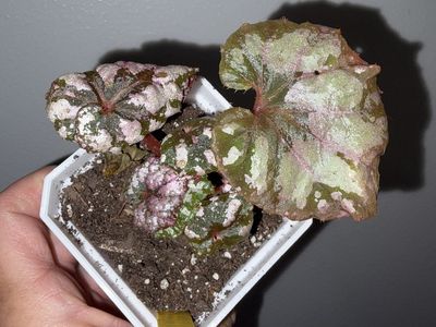 Begonia Twisted Sister Rare