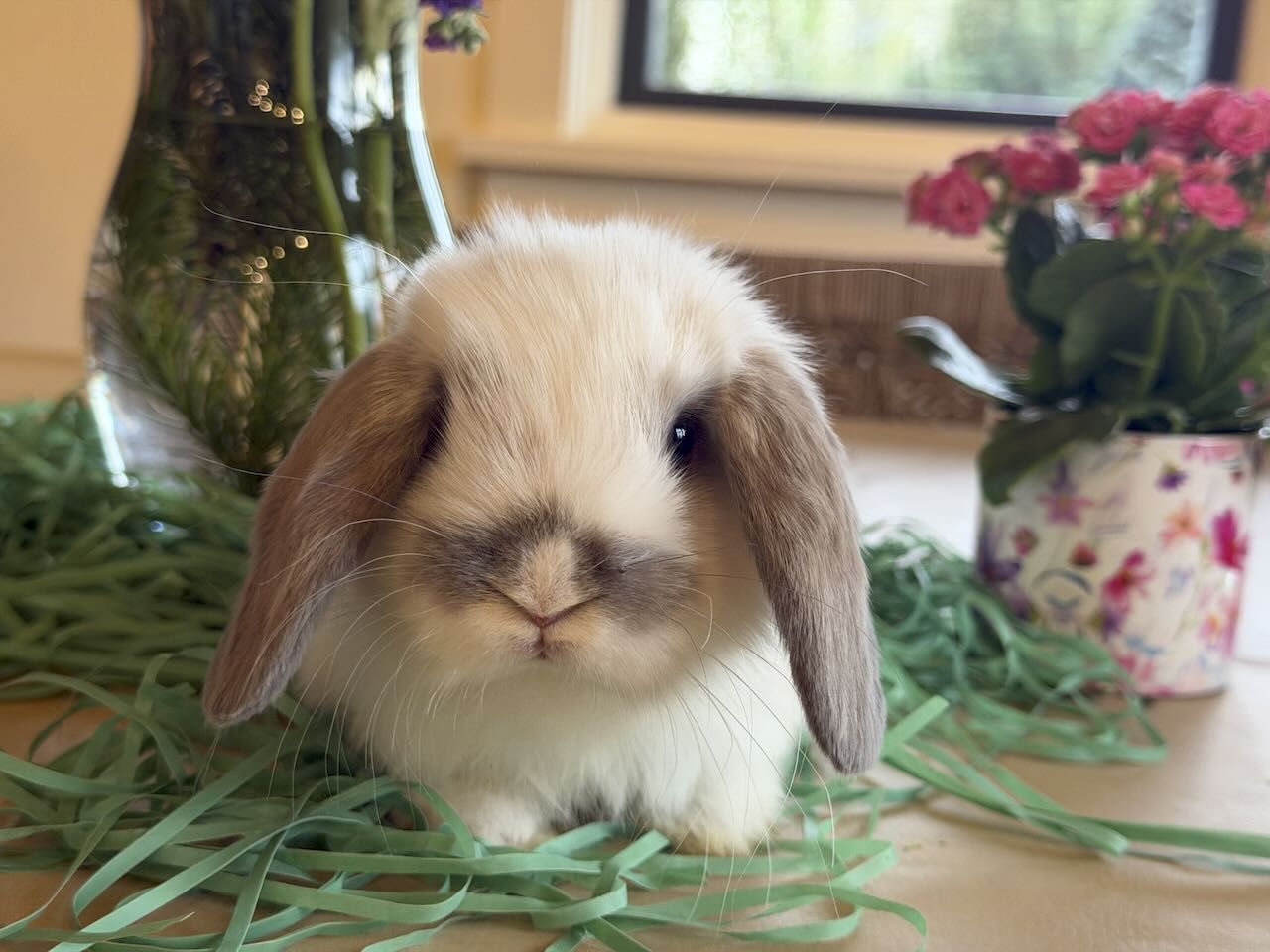 Holland Lop Bunnies just in time for Easter!