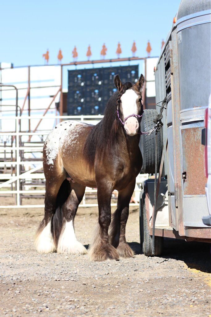 2026 STUD SERVICE – Buckskin Appaloosa Stallion