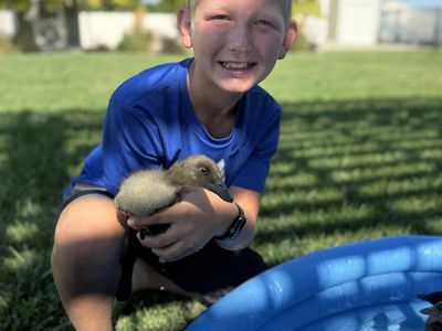 Ducklings!