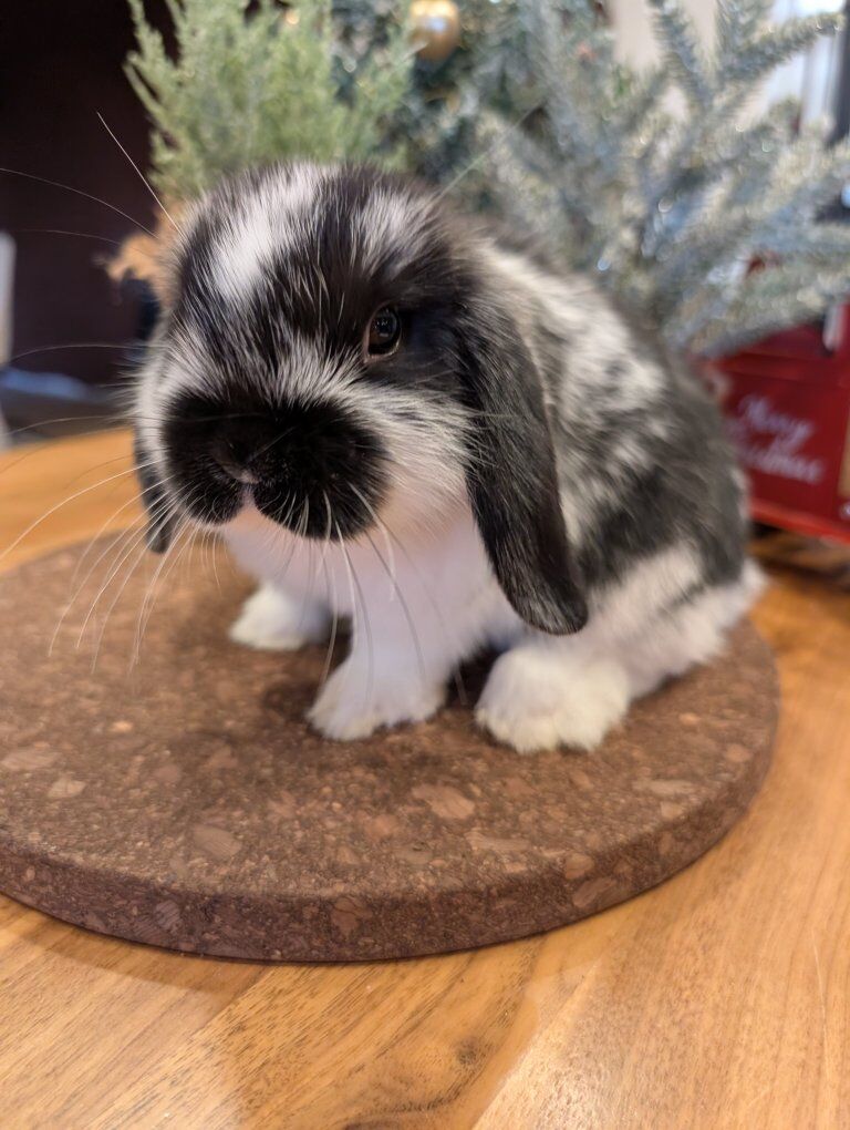 Cute Female Holland Lop ready to go!
