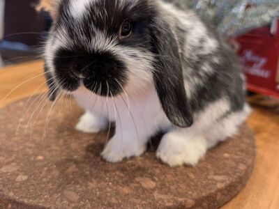 Cute Female Holland Lop ready to go!