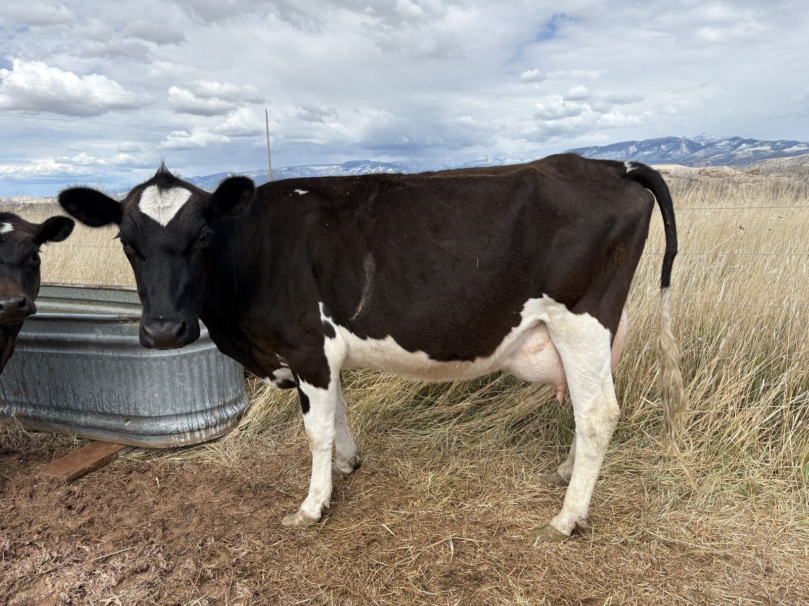 Homestead milk cow in milk