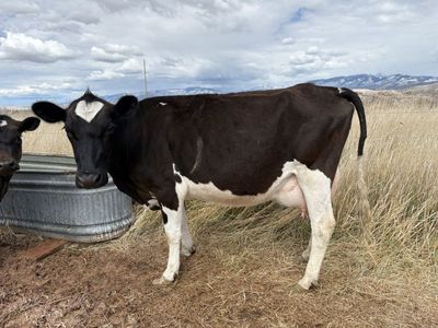 Homestead milk cow in milk