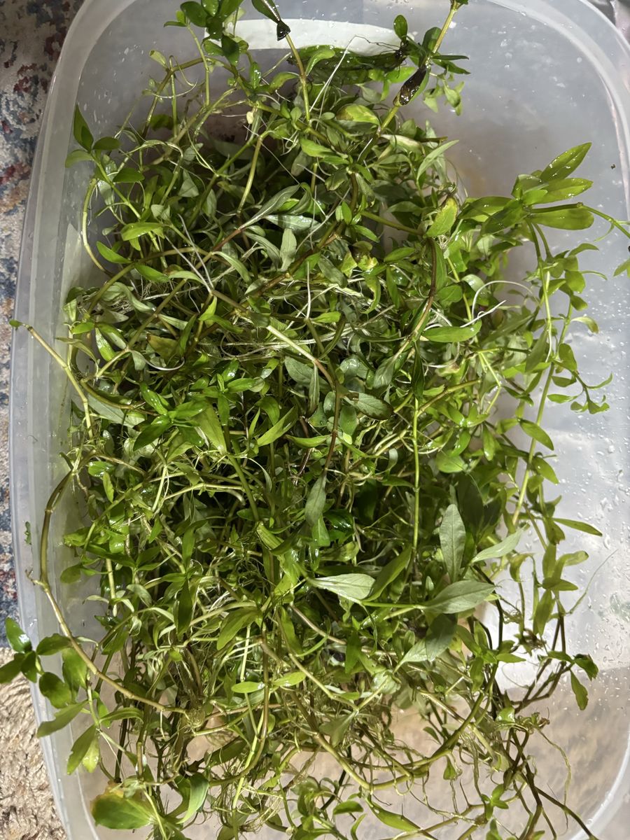 Freshwater Aquarium Live Aquatic Plants