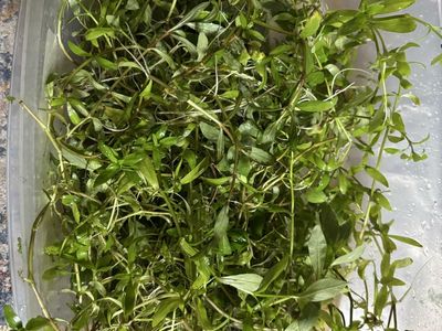 Freshwater Aquarium Live Aquatic Plants