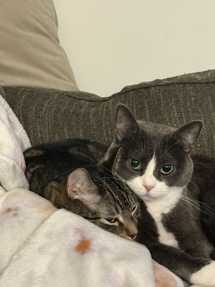 Cats in need of home
