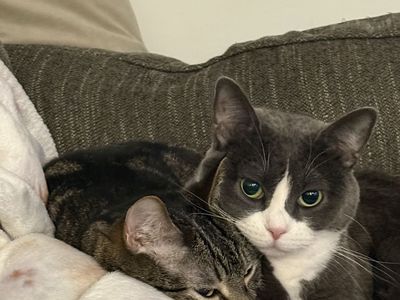 Cats in need of home