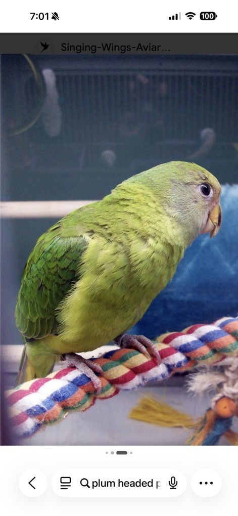 Plum Head indian Ring Neck