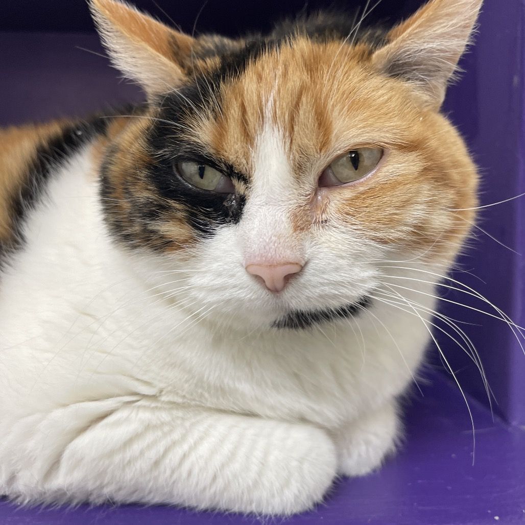 Hello my name is Twix