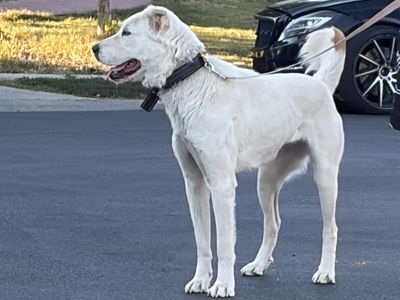 Free Central Asian Shepered