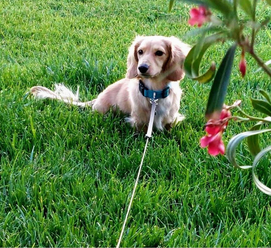 AKC mini Blond Dachshund stud
