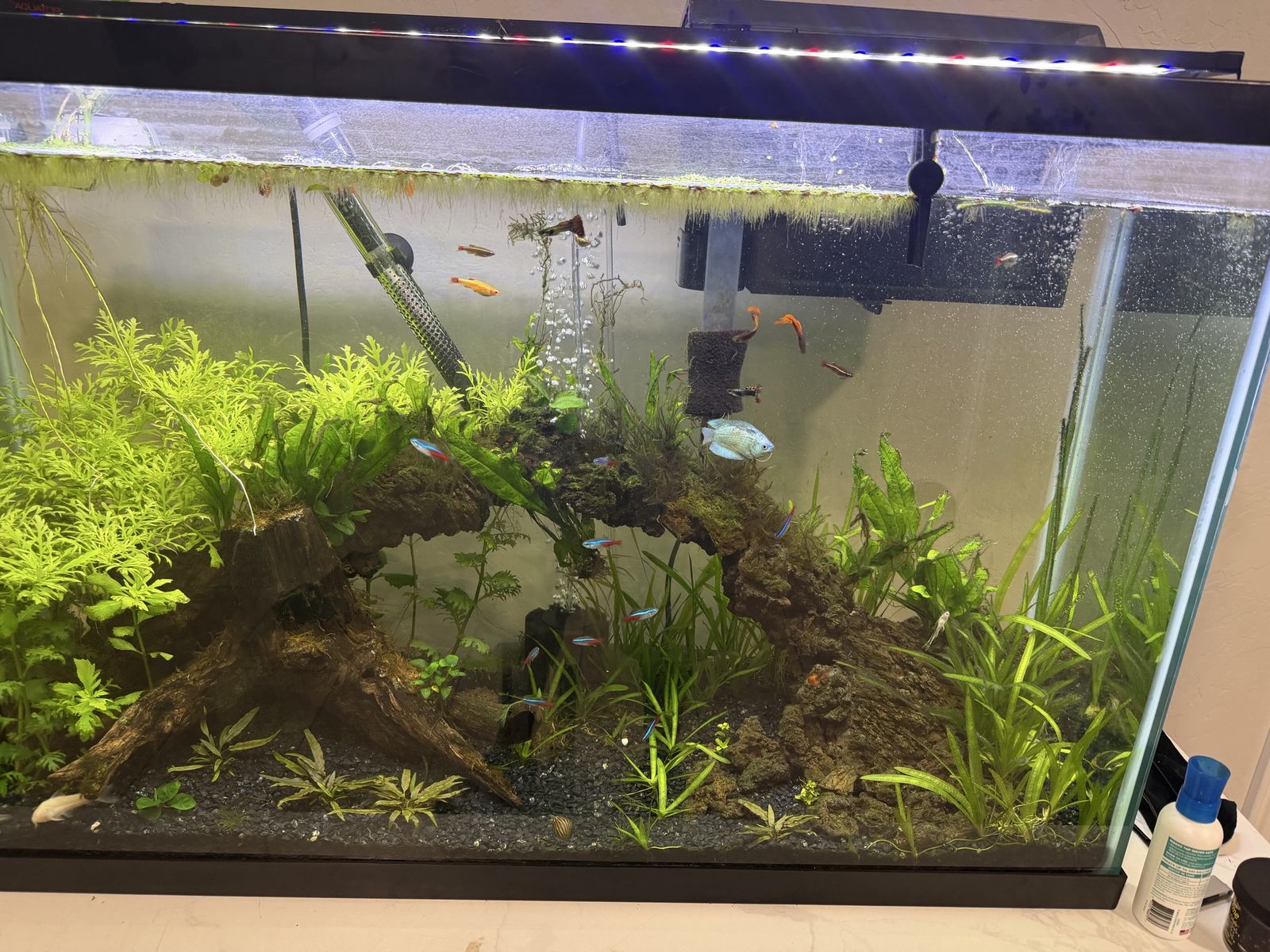 40 gallon fish tank and stand