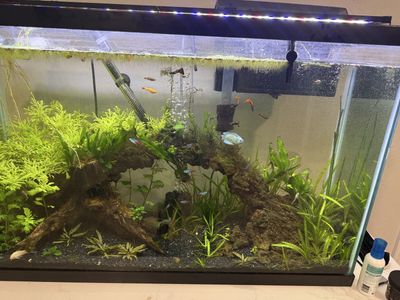 40 gallon fish tank and stand