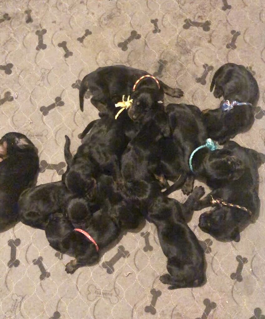 Black and Tan Hound Puppies
