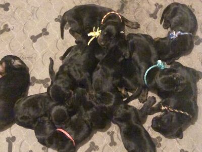 Black and Tan Hound Puppies