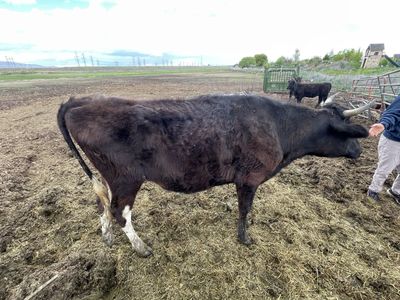 16 Month Old Jersey Heifer Cross