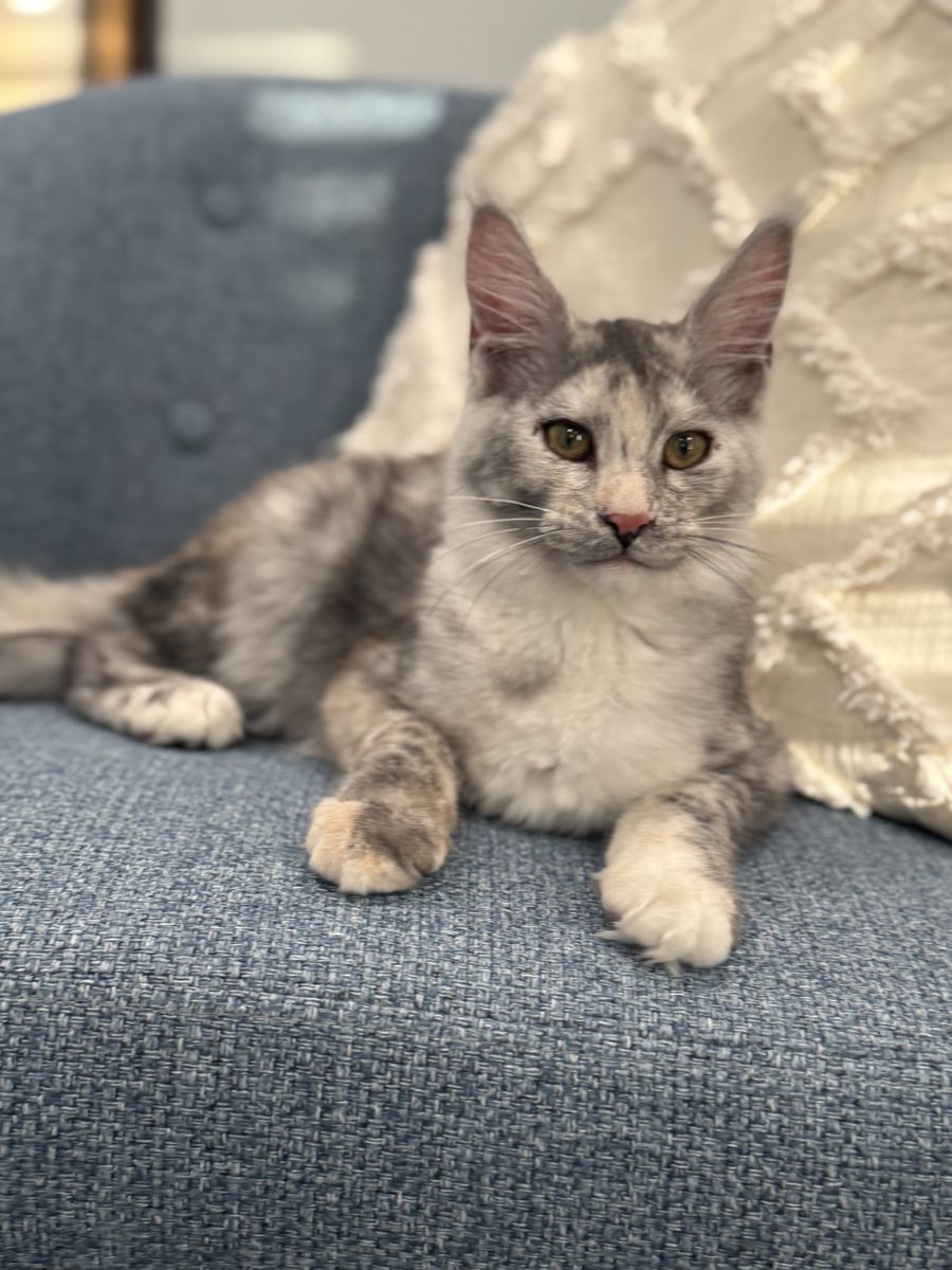 Mainecoon Female And Male