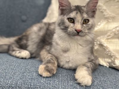 Mainecoon Female And Male