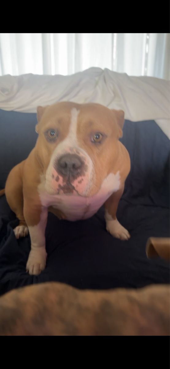 XL BULLY