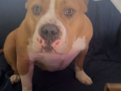 XL BULLY