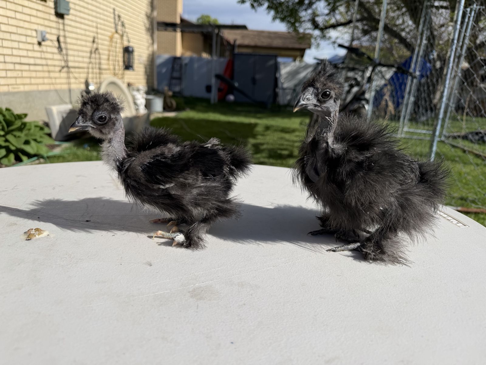 Showgirl Pullets